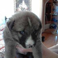 Продам щенков тёмно серого цвета.